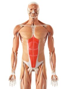 Rectus Abdominis Activation